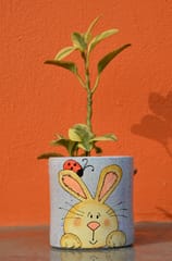 Easter Bunny Planter Set [of 3]